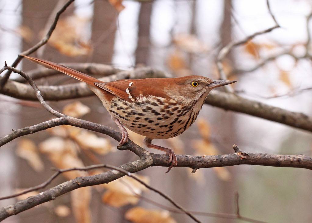 What does a hotsell brown thrasher look like